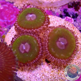 Krustenanemonen „Pink Krakatoa“ WYSIWYG