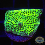 Montipora confusa