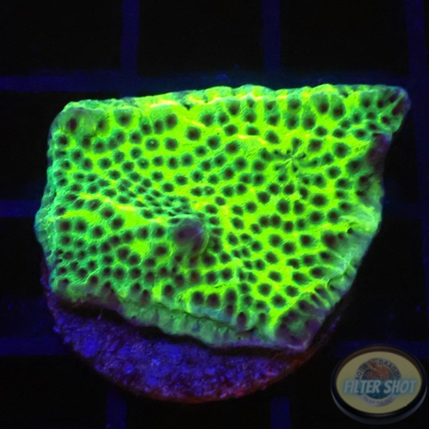 Montipora confusa