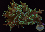 Euphyllia paradivisa „Acid Queen“ WYSIWYG „AD Special“