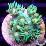 Goniopora spp. „Sunny“