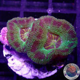 Micromussa spp. „Abe‘s Oddysee“
