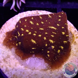 Psammocora spp. „Outer Space