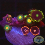 Krustenanemonen „Mixi Daisy“ WYSIWYG