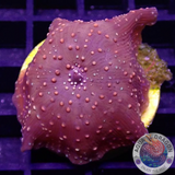 Discosoma spp. „Fire Interstellar“ WYSIWYG „AD Special“