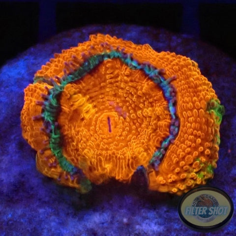 Micromussa spp. „Baby Rainbow“ WYSIWYG