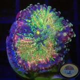 Ricordea yuma „Master Rico“ WYSIWYG „AD Special“