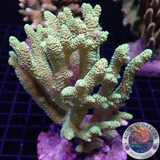 Acropora millepora „Sunset“ WYSIWYG „AD Special“