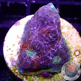 Echinophyllia aspera „Rainbow Bugatti“ 🌈 WYSIWYG