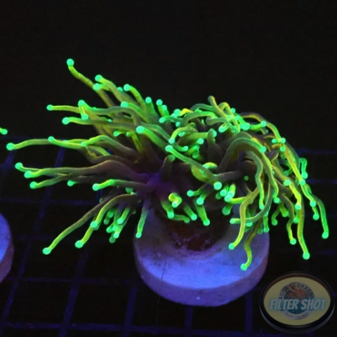 Euphyllia glabrescens „Gold Dragon“ WYSIWYG