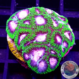 Favia spp. „Space Monkey“ WYSIWYG