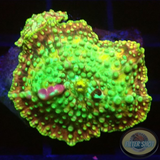 Discosoma spp. “Sugar Crush” WYSIWYG “AD Special”