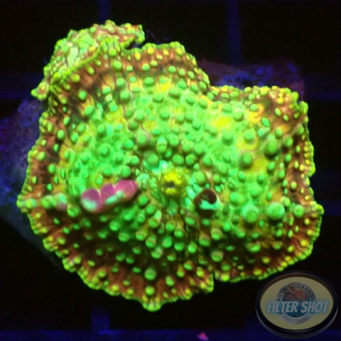 Discosoma spp. “Sugar Crush” WYSIWYG “AD Special”