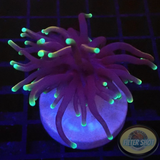 Euphyllia glabrescens „Dark Dragon“ WYSIWYG