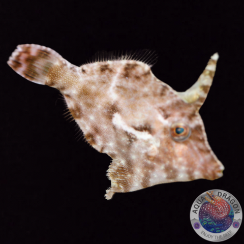 Acreichthys tomentosus  „Tangfeilenfisch“