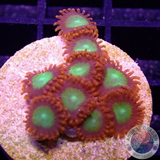 Krustenanemonen „Goblin‘s Fire“ WYSIWYG