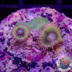 Krustenanemonen „Lemon Heads & Pavona“ WYSIWYG „AD Special“