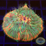 Fungia spp. “Ring of Fire” WYSIWYG