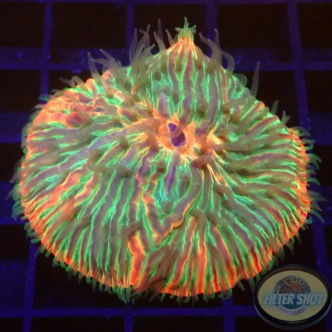 Fungia spp. “Ring of Fire” WYSIWYG