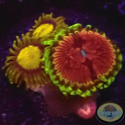 Krustenanemonen „King Chili“ WYSIWYG