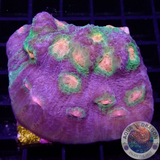 Echinophyllia spp. „After Shock“ ⚡️ WYSIWYG