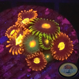 Krustenanemonen „Mixi Daisy“ WYSIWYG