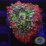 Discosoma spp. „Lava Lamp“ AD Special