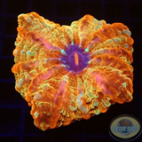 Cynarina lacrymalis „Passion“ WYSIWYG