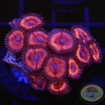Krustenanemonen „Ruby“ WYSIWYG