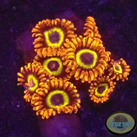 Krustenanemonen „Fruit Loops“