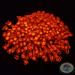 Goniopora spp. „Deep Red“ WYSIWYG