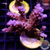 Acropora spp. „Rainbow“ 🌈 WYSIWYG