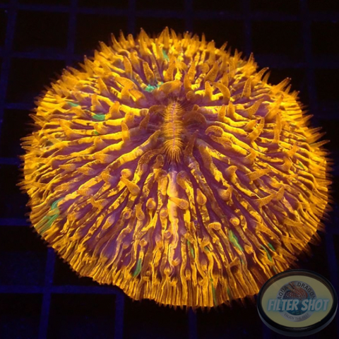 Fungia spp. „Plazma“ WYSIWYG