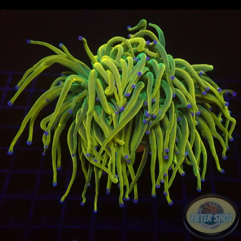 Euphyllia glabrescens „Holy Rapunzel“ WYSIWYG