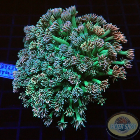 Goniopora spp. 🌈 „Rainbow“ WYSIWYG