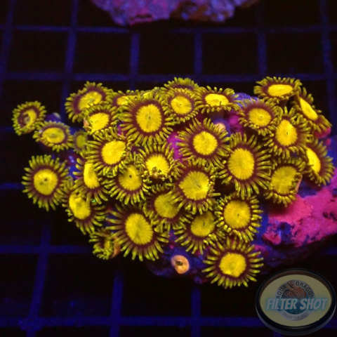 Krustenanemonen „King Midas“ WYSIWYG