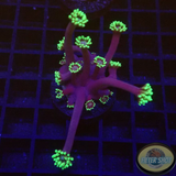 Goniopora spp. „Freaky Flower“ AD Special