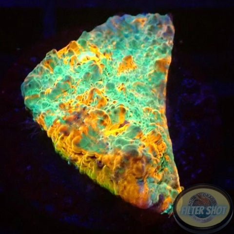 Echinophyllia spp. „Nacho Cheese“ 🧀 WYSIWYG „AD Special“