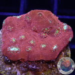 Echinopora spp. „Maximus“ WYSIWYG