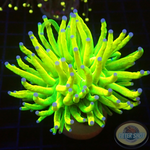 Euphyllia glabrescens „Holy Grail“