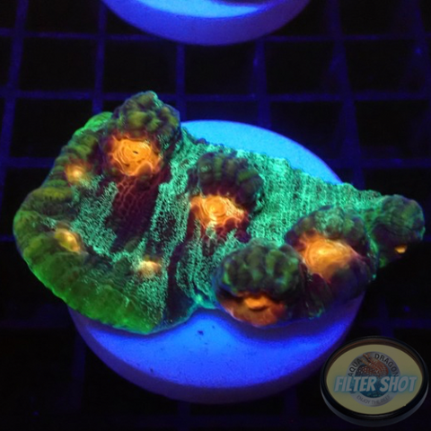Mycedium spp. „Darth Lord“ WYSIWYG