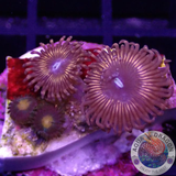 Krustenanemonen „Night Crawler Gorilla“ WYSIWYG