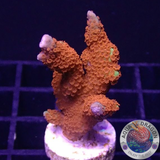 Montipora samarensis „Forest Fire“