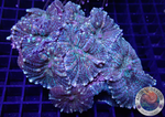 Rhodactis spp. „Cherry Stripe Rock“ WYSIWYG