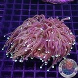 Euphyllia glabrescens „Hellfire“ WYSIWYG