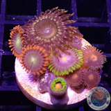Krustenanemonen „Mixi Daisy“ WYSIWYG