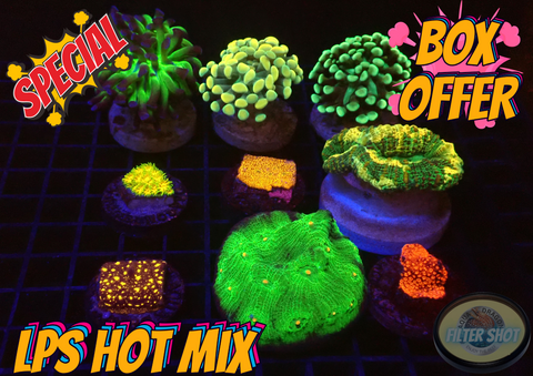 LPS Hot Mix Box WYSIWYG