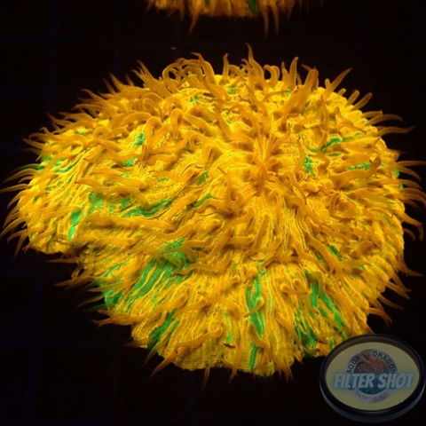 Fungia spp. „Plazma“ WYSIWYG