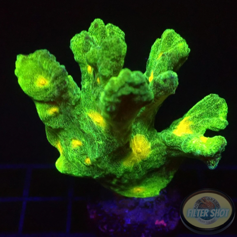 Pectinia spp. „Space Invader“ WYSIWYG