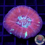 Homophyllia australis „Tomato Jam“ WYSIWYG